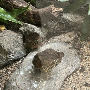 Barred buttonquails