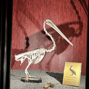 Pelican skeleton