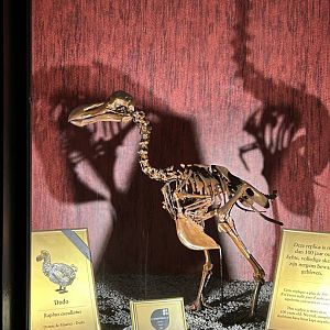 Dodo skeleton