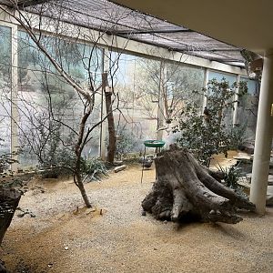Australian passerines and pigeons aviary