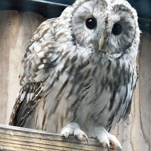 Ural Owl (Strix uralensis) October 4, 2025
