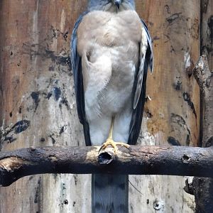 Japanese Sparrowhawk (Accipiter gularis) October 4, 2025　