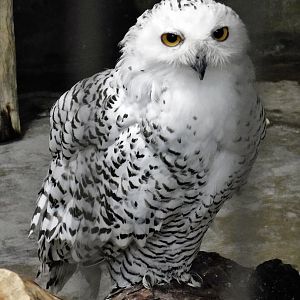 Snowy Owl (Bubo scandiacus) October 4, 2025