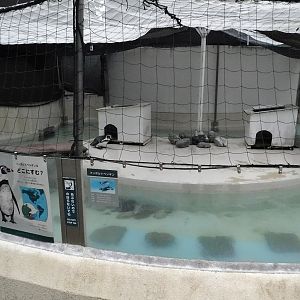 Humboldt Penguin Enclosure October 4, 2025