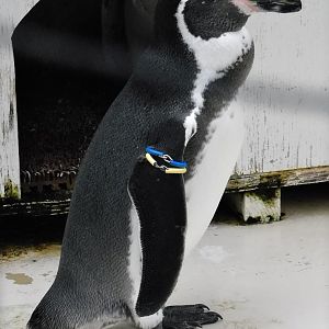 Humboldt Penguin (Spheniscus humboldti) October 4, 2025