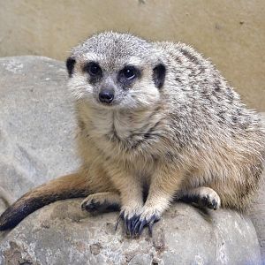 Meerkat (Suricata suricatta) October 4, 2025