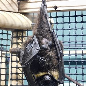 Ryukyu Flying Fox (Pteropus dasymallus inopinatus) October 4, 2025