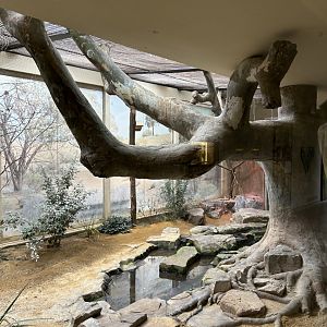 Australian aviary with passerines and pigeons