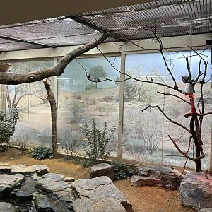 Australian aviary with passerines and pigeons