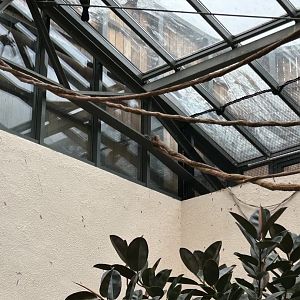 White-crested turaco