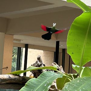 White-crested turaco