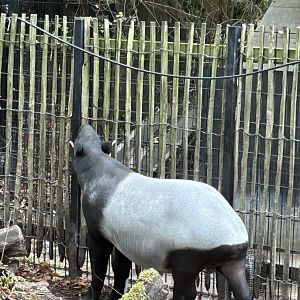 Malayan tapir
