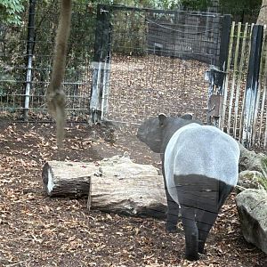 Malayan tapir