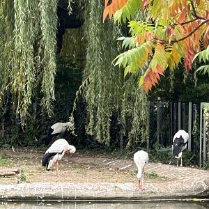 European white storks