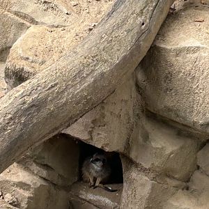 Meerkat