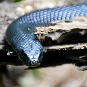 Red-bellied Black Snake