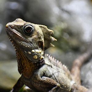 Boyd's Forest Dragon