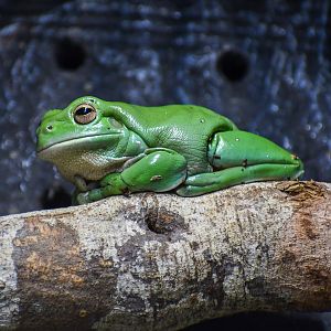 Green Tree Frog (new species)
