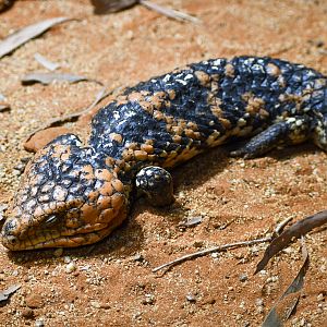 Western Shingleback
