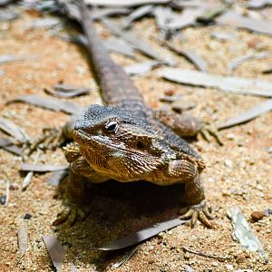 Central Bearded Dragon