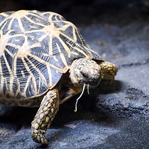 Indian Star Tortoise