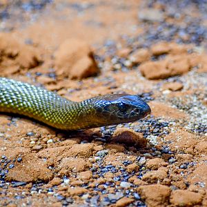 Inland Taipan