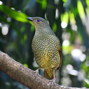 Satin Bowerbird