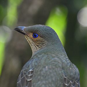 Satin Bowerbird