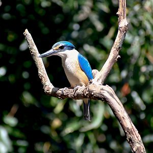 Sacred Kingfisher