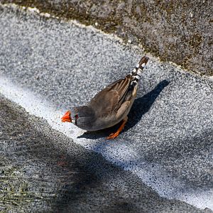 Zebra Finch