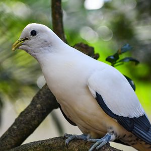 Torresian Imperial Pigeon
