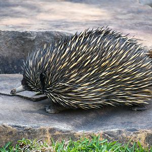 Short-beaked Echidna