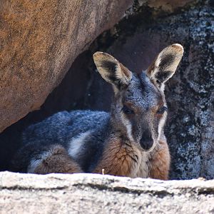 Yellow-footed Rock-Wallaby (new species)