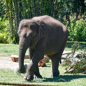 Sumatran Elephant
