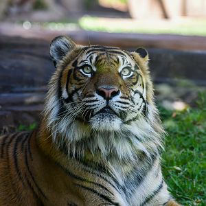 Sumatran Tiger
