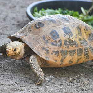Elongated Tortoise
