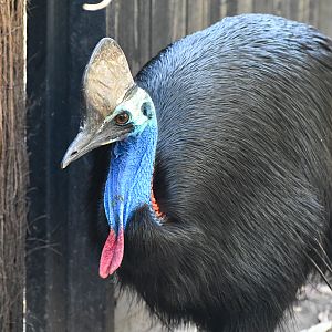 Southern Cassowary