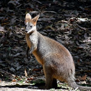 Swamp Wallaby