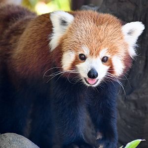 Red Panda