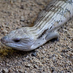 Eastern Bluetongue