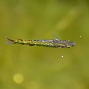 Crimson-spotted Rainbowfish