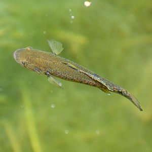 Southern Purple-spotted Gudgeon