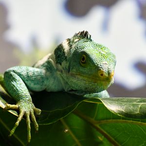 Fijian Crested Iguana