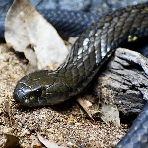 Eastern Tiger Snake