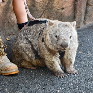 Common Wombat on lead