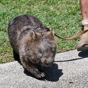 30-year-old Common Wombat