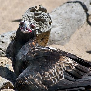 Wedge-tailed Eagle