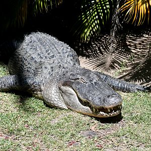 American Alligator