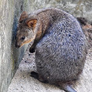 Quokka