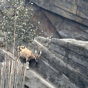 Markhor